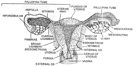 2421_female reproductivesystem.png